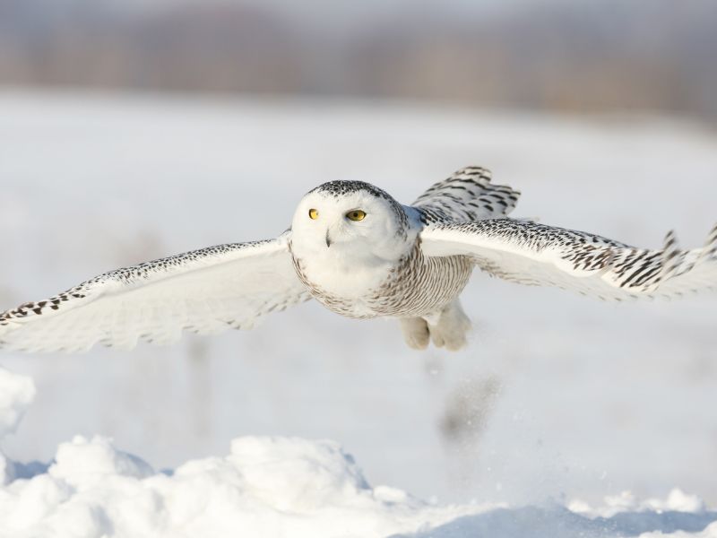 An owl in flight crossing