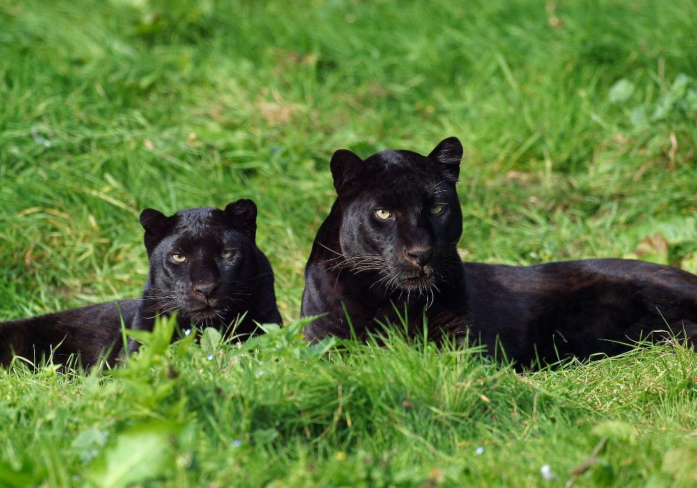 Black Panther Spirit Animal (Spiritual Meanings)
