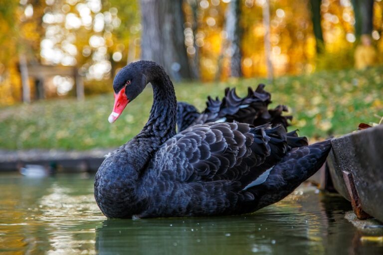 9 Spiritual Meanings Of Black Swan (Symbolism)