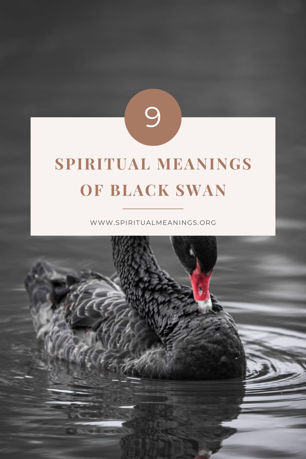 Black Swan Spiritual Meanings in Mythology, Culture, and Folklore