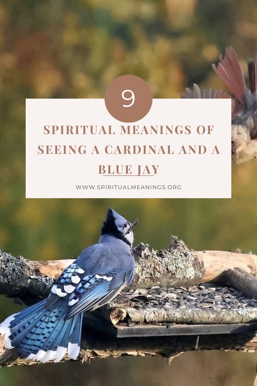 Blue Jay Symbolism & Spiritual Meanings