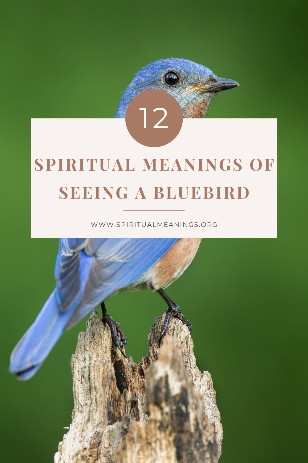 Bluebird Facts (Spiritual Meanings)