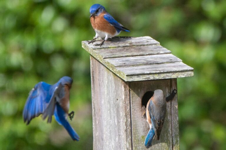 7 Spiritual Meanings of Bluebird (Symbolism)