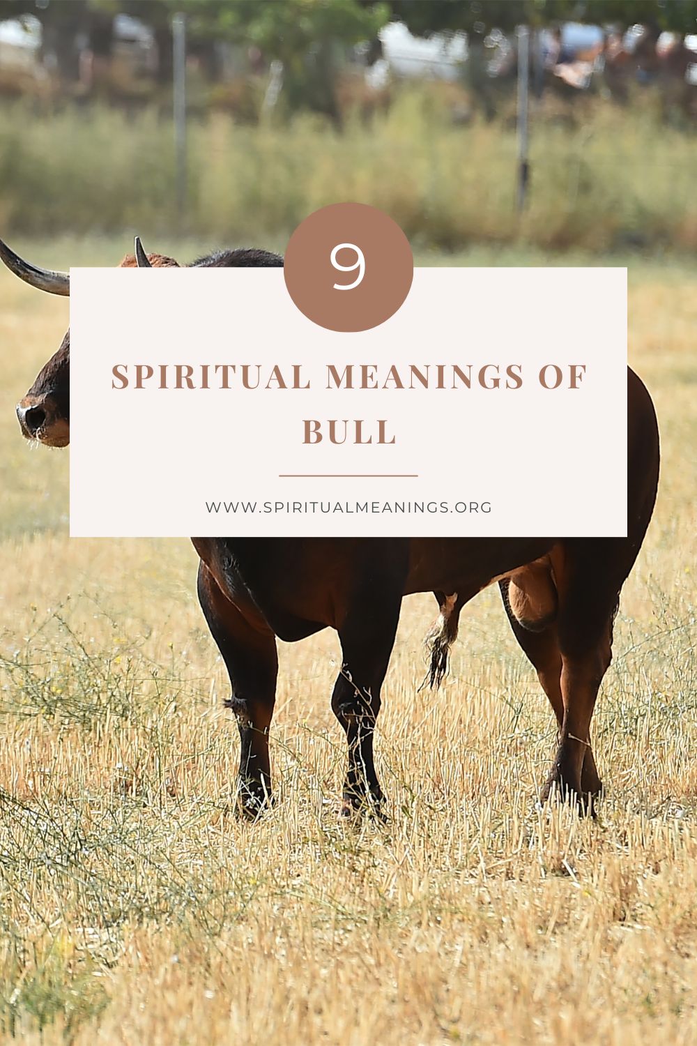 Bull Symbolism and Spiritual Meaning