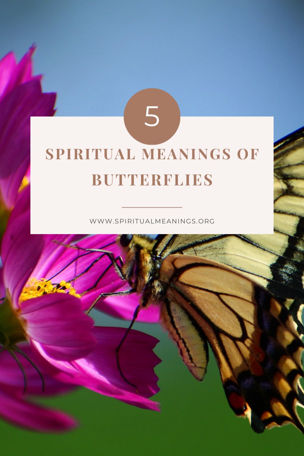 Butterflies as Spiritual Messengers