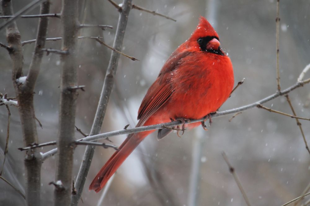 Cardinal Symbolism & Spiritual Meanings