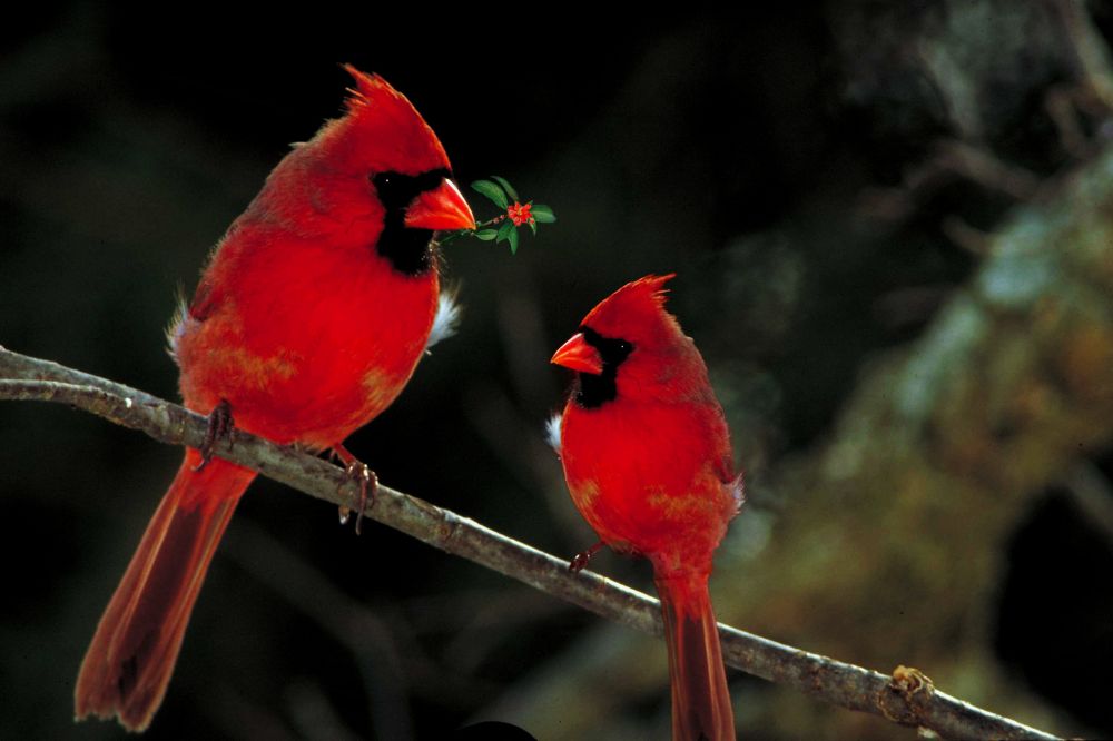 Cardinals in Native American traditions
