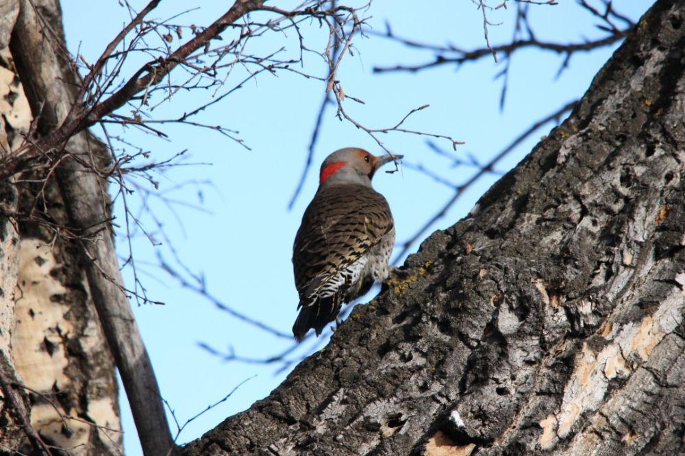 Characteristics And Traits Specific To The Northern Flicker