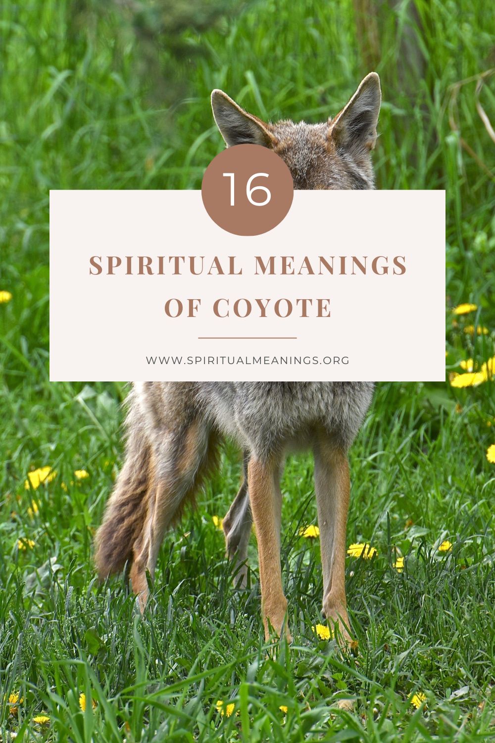 16 Spiritual Meanings of Coyote
