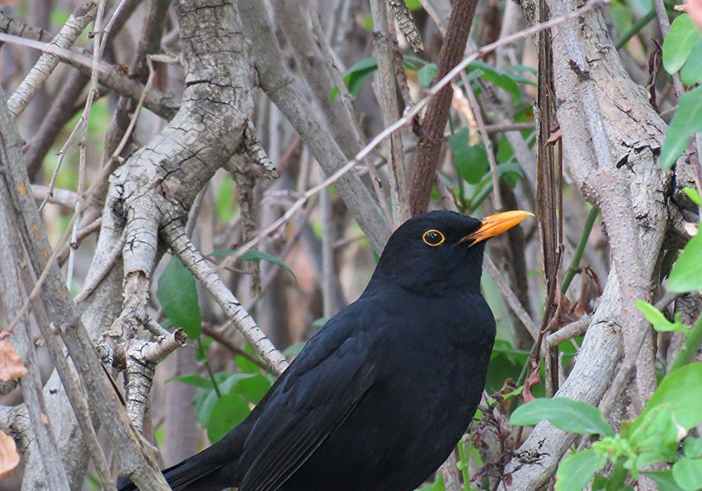 Common Dreams About Blackbirds and Their Interpretations