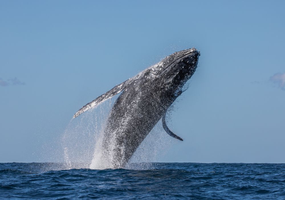 Common Whale Dreams and Their Interpretations