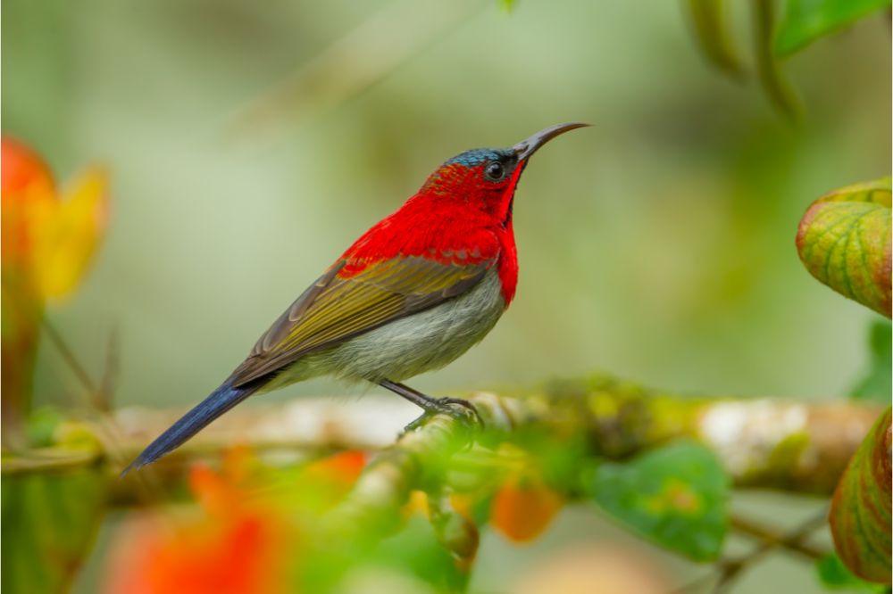 Crimson sunbirds spiritual meaning