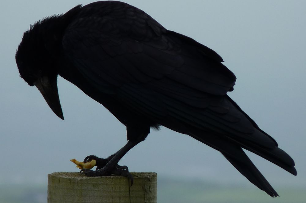 Crow symbolism & spiritual meanings around the world