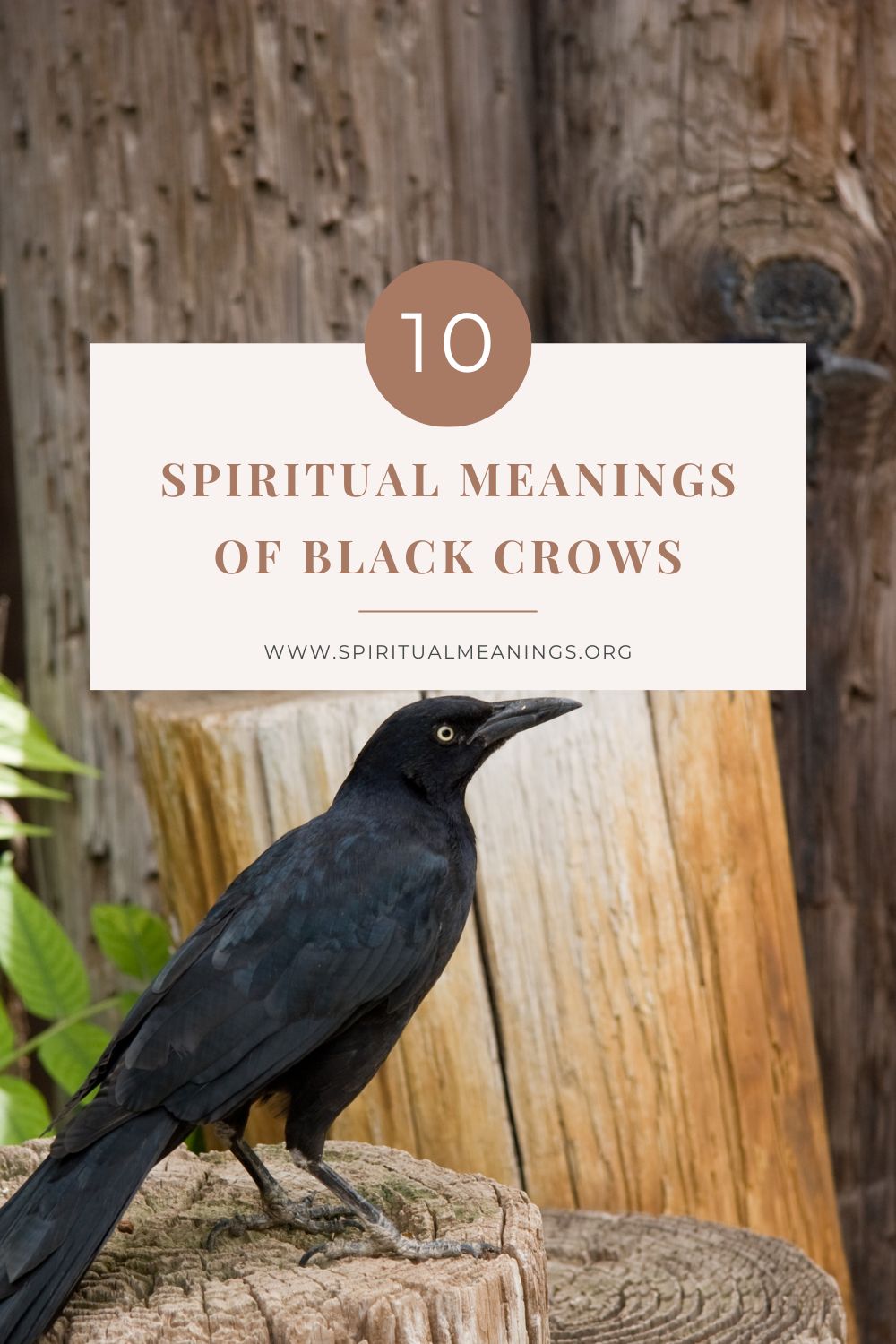 Crows as Messengers, Omens and Guides