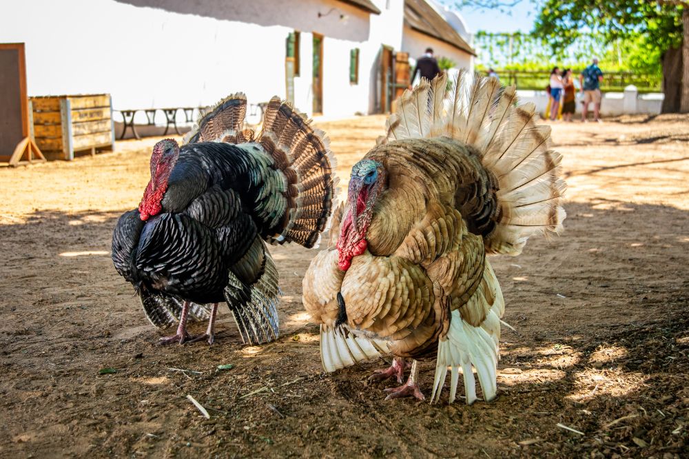 Did Your Encounter with a Turkey Hold Deeper Spiritual Meanings