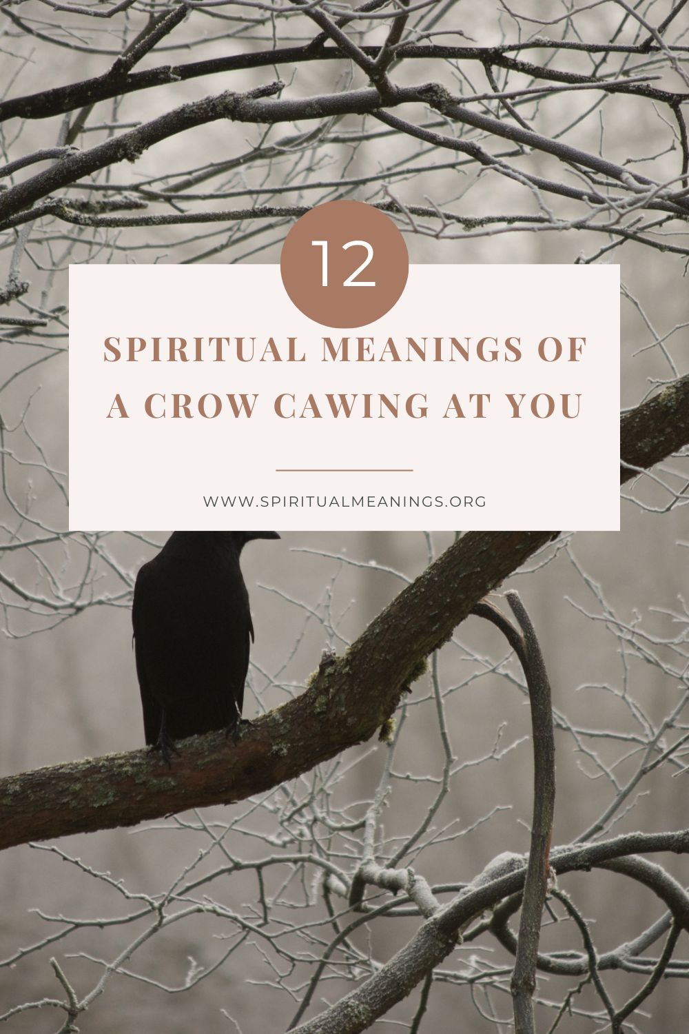 Different Crow Cawing Scenarios And Their Possible Spiritual Meanings