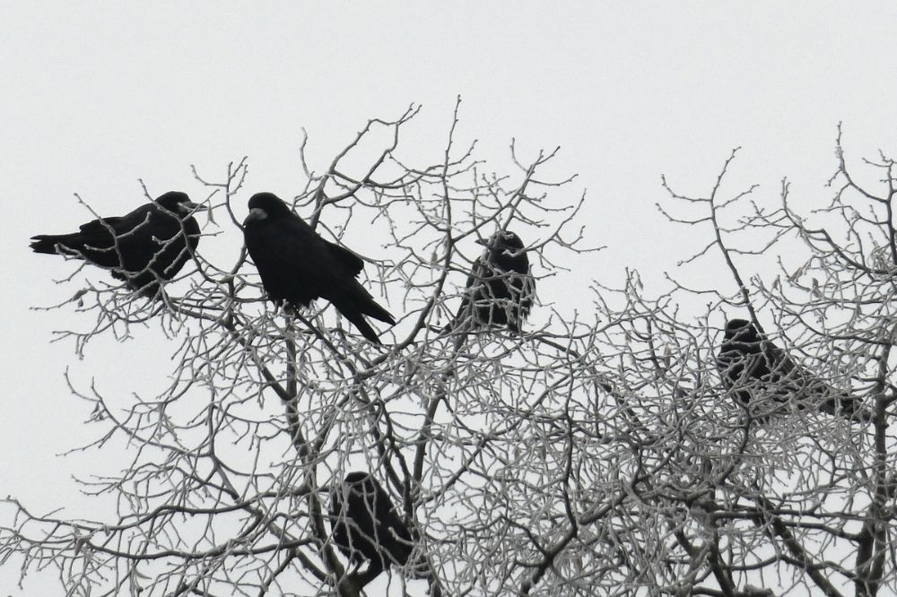 Does The Number Of Crows Cawing At You Have Any Significance