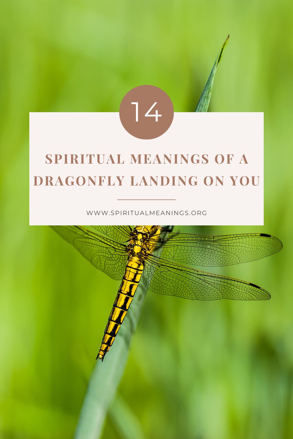 Dragonfly Myths & Spiritual Meanings