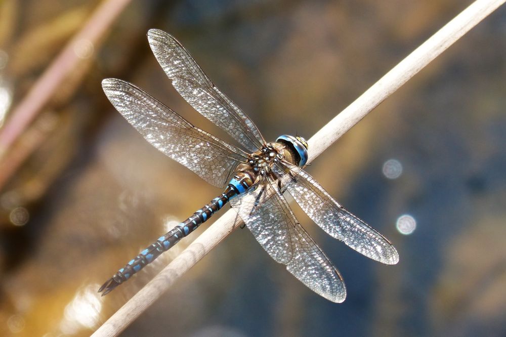Dragonfly symbolism & spiritual meanings in different cultures