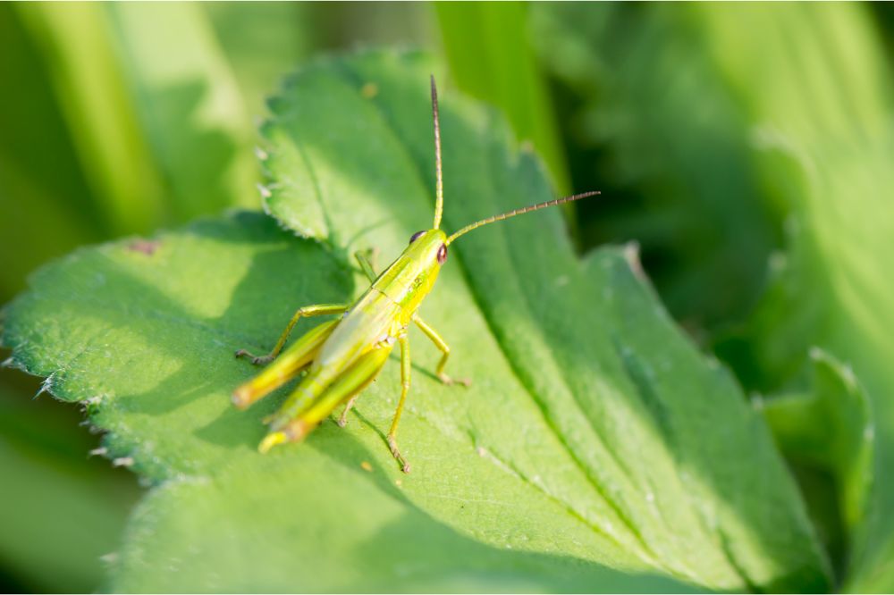 Finding the Meaning in Your Grasshopper Encounter