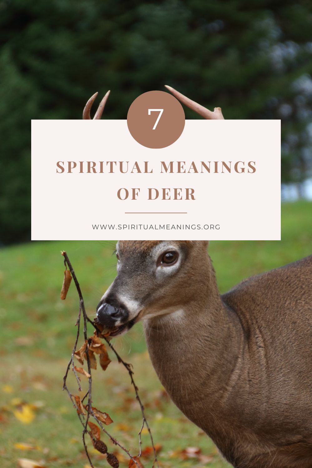 Finding the Spiritual Meaning of Deer