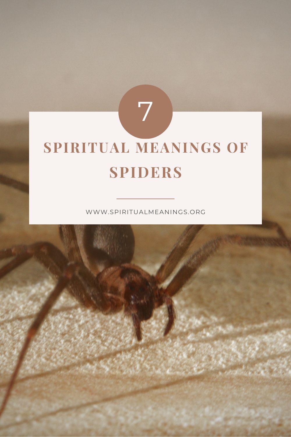 Finding the Spiritual Meaning of Spiders