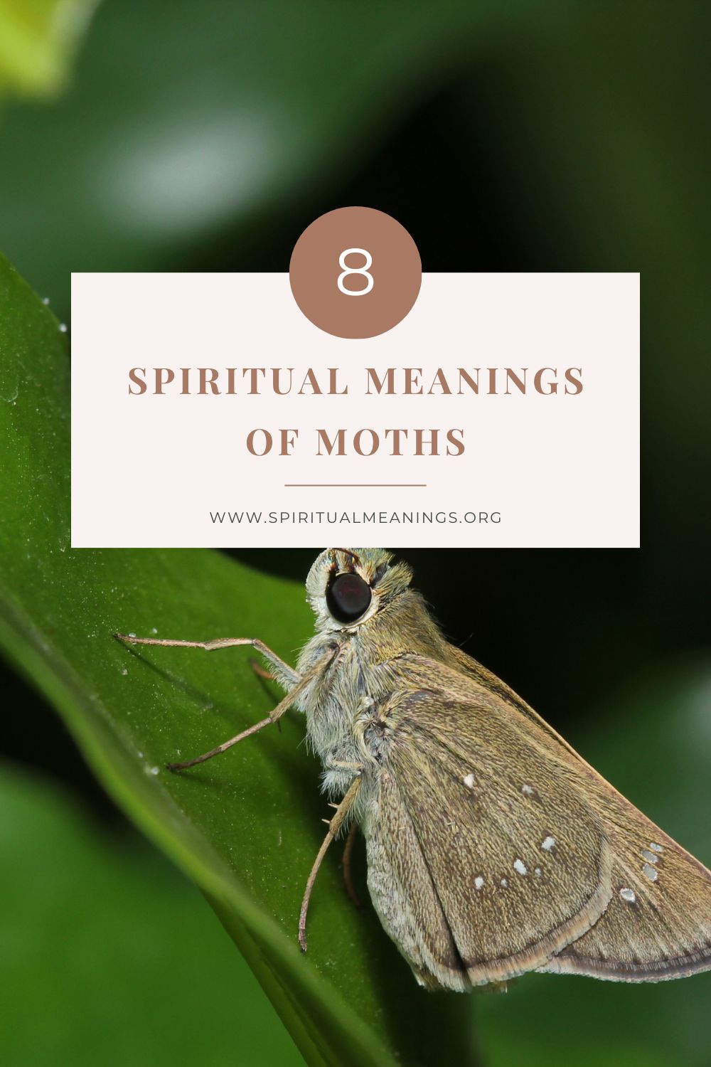 Finding the Spiritual Meanings Behind Your Moth Encounter