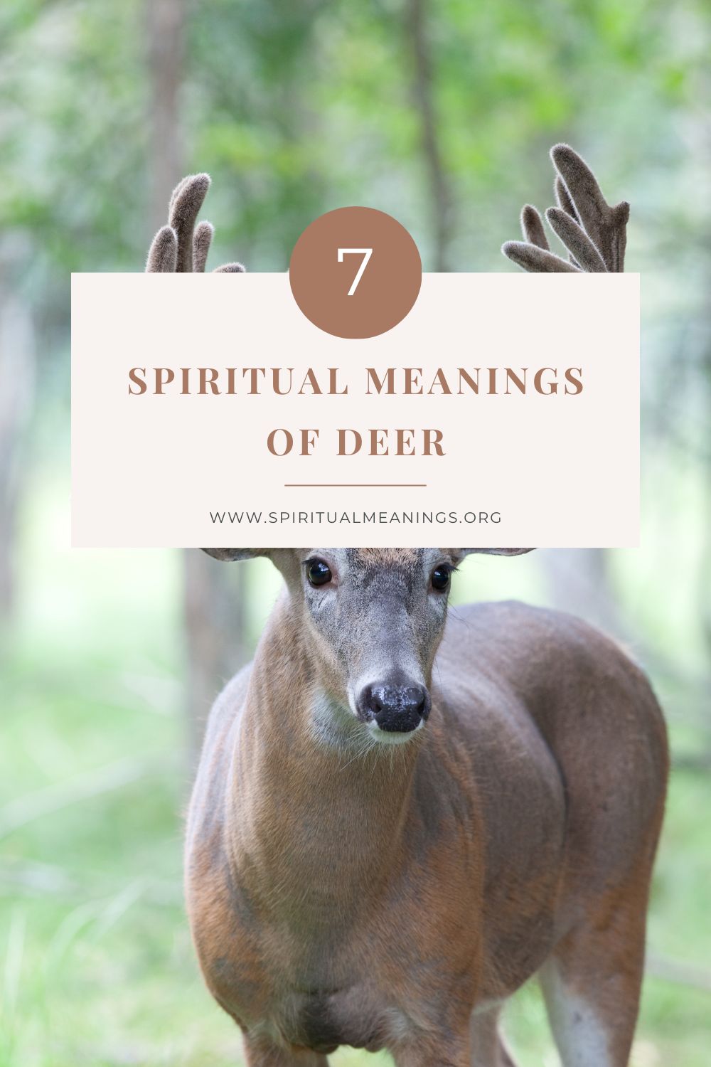 Focusing on the True Deer Spiritual Meaning
