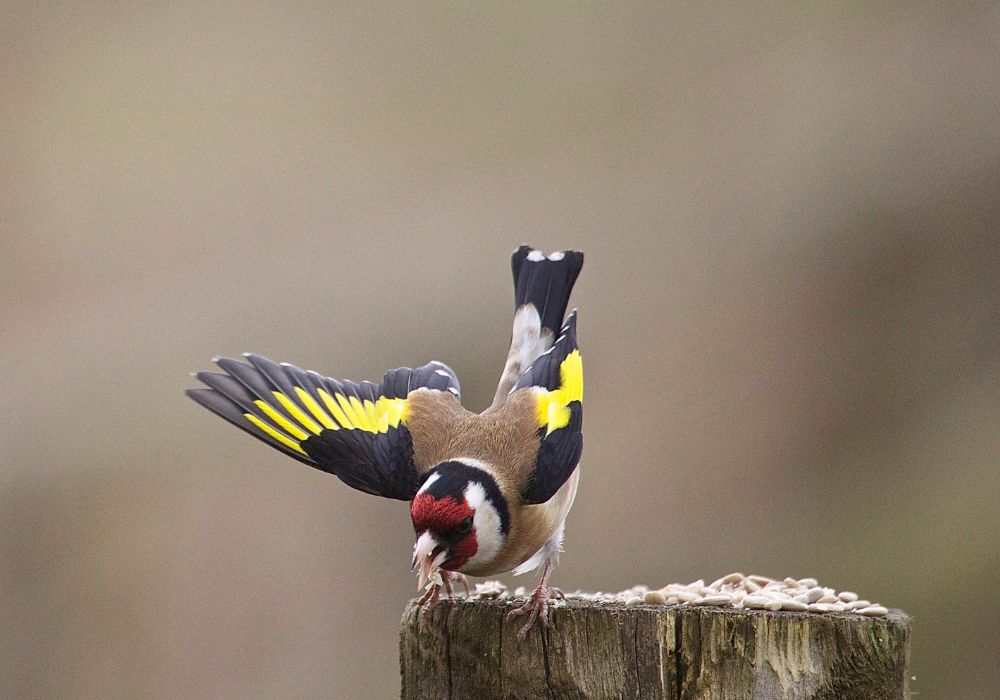 Goldfinch as a Totem Spiritual Meanings