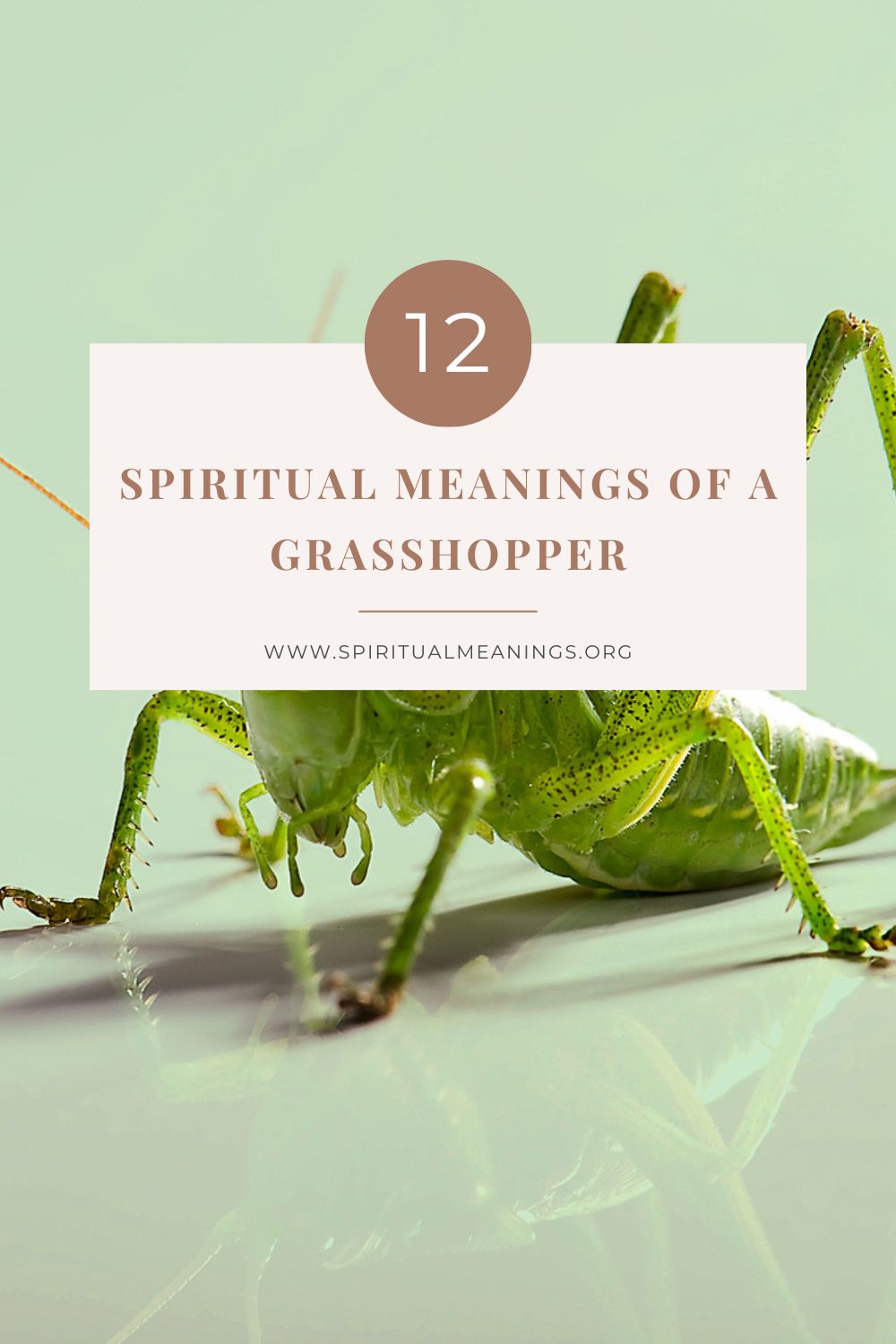 Grasshoppers as Spiritual Meanings Messengers  