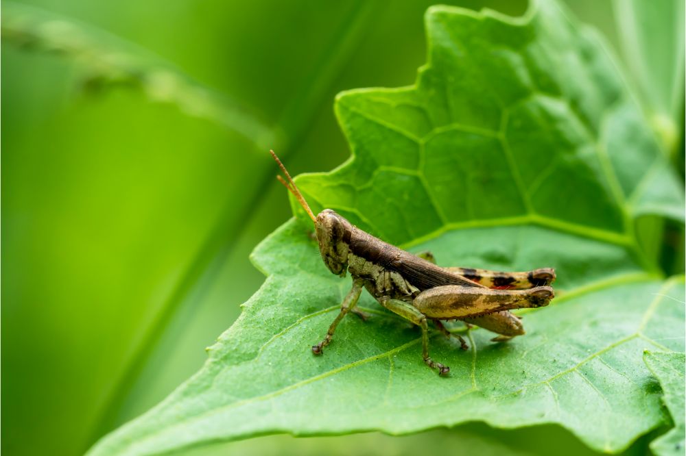 Grasshoppers in Ancient Greece