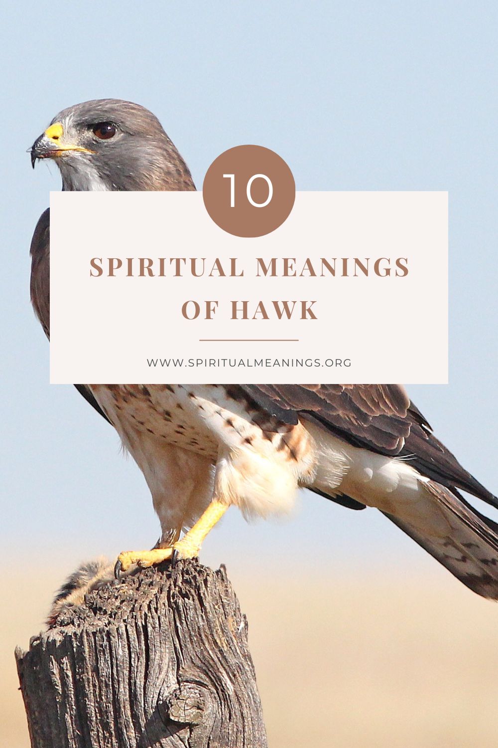 Hawk Spiritual Meanings in Different Culture