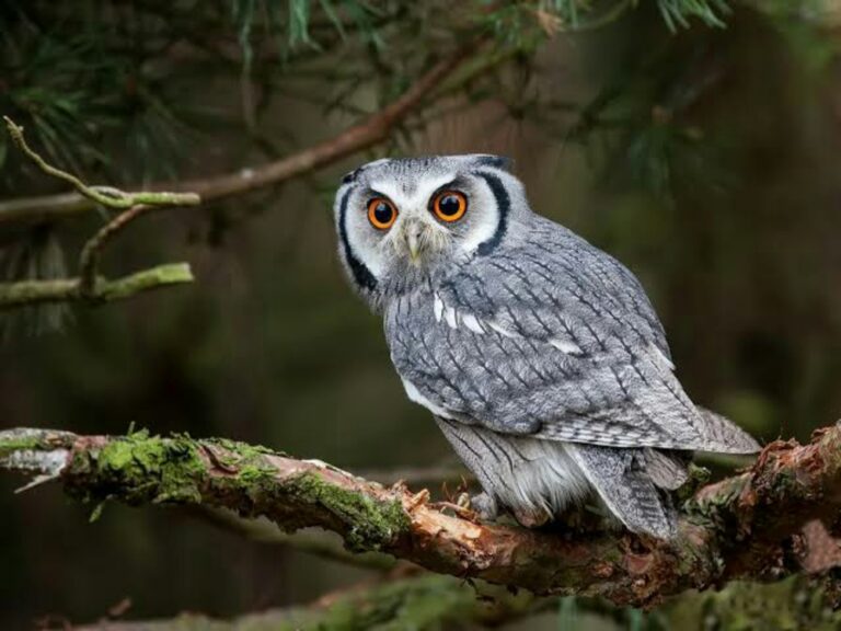 14 Spiritual Meanings Of Hearing an Owl