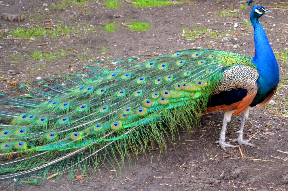 How to Interpret an Encounter with a Peacock? (Spiritual Meaning)