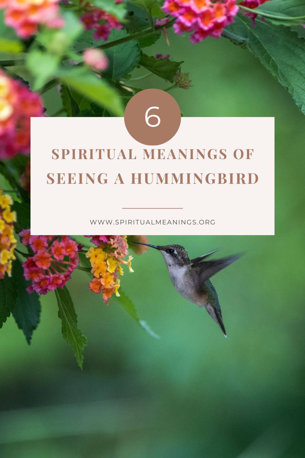 Hummingbird associations