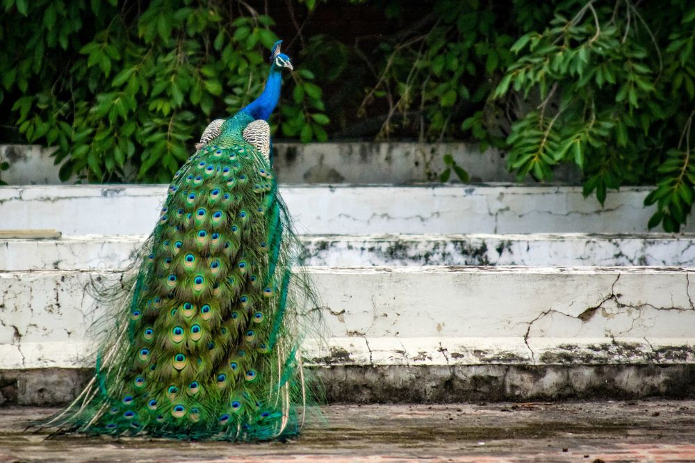 Interpreting Spiritual Meaning of a Dream About Peacocks 