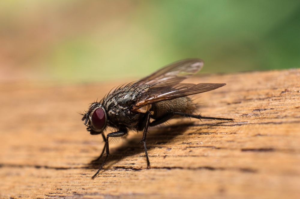 Interpreting flies' spiritual meanings encountered in dreams or real life
