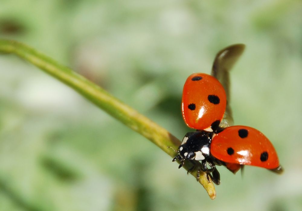 Ladybug Love Symbolism
