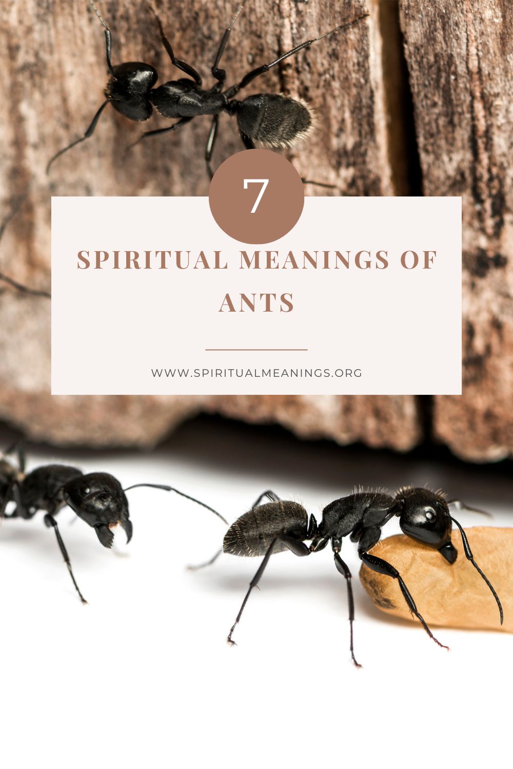 Learning from the Spiritual Message of Ants