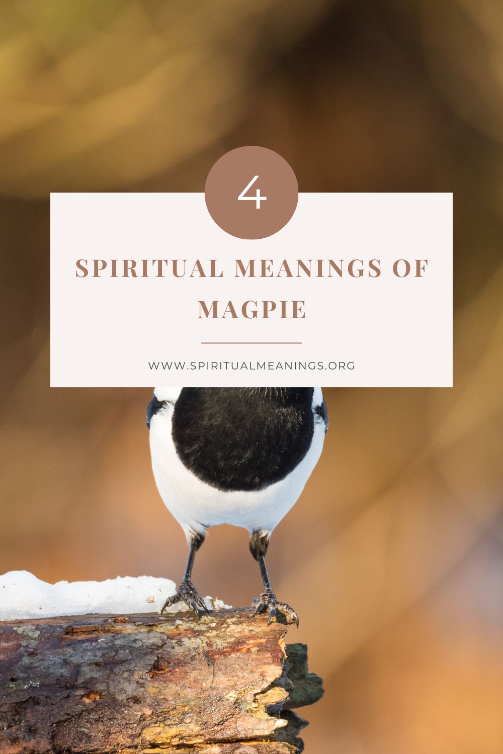 Magpie as a Power Animal