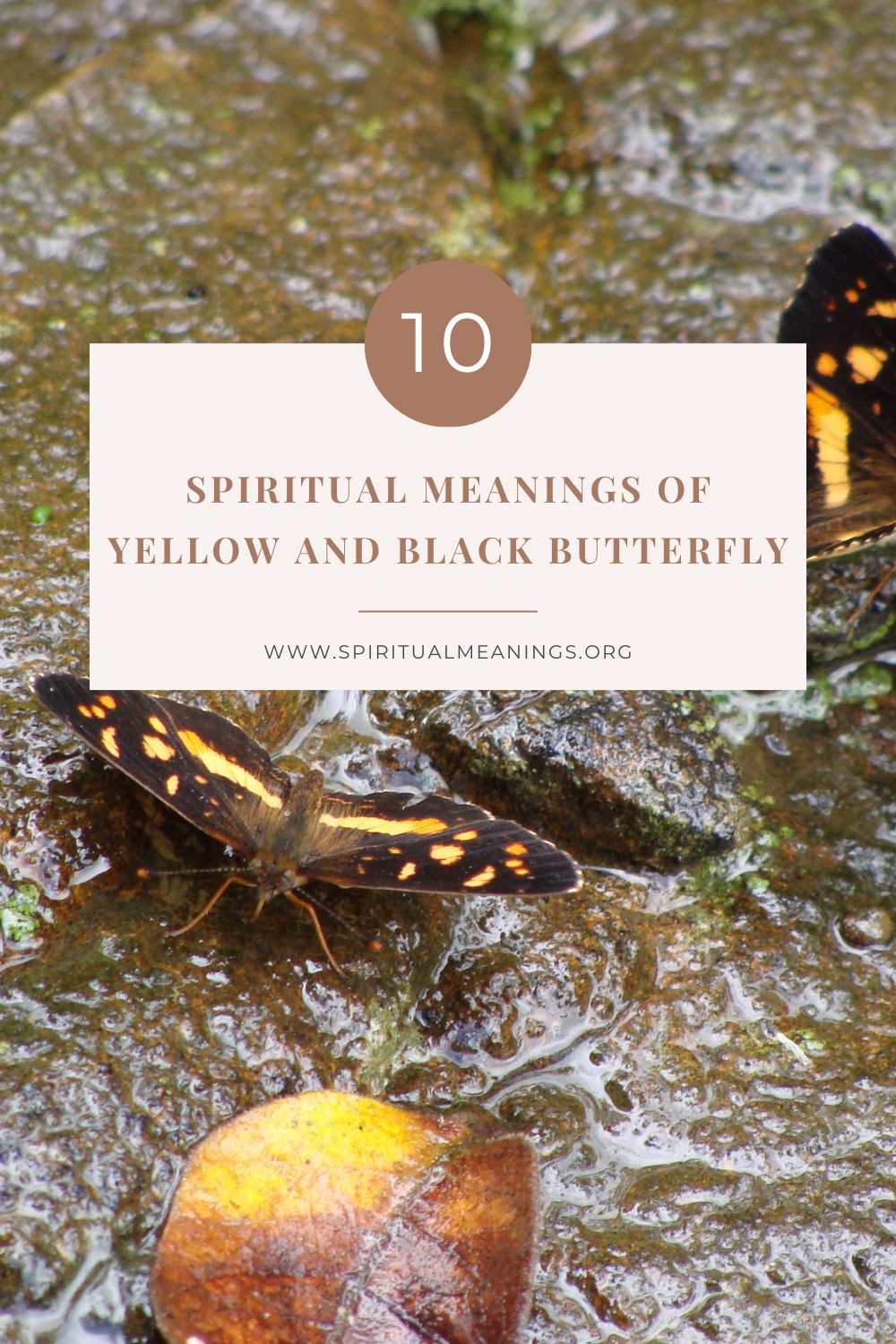 Many ways to interpret seeing a yellow and black butterfly