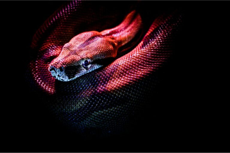 16 Spiritual Meanings of A Snake In Dream