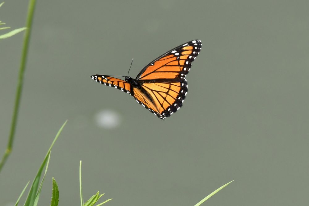 Monarch butterfly spiritual meanings according to different cultures