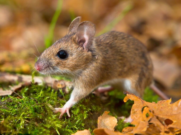 10 Spiritual Meanings Of A Mouse Crossing Your Path