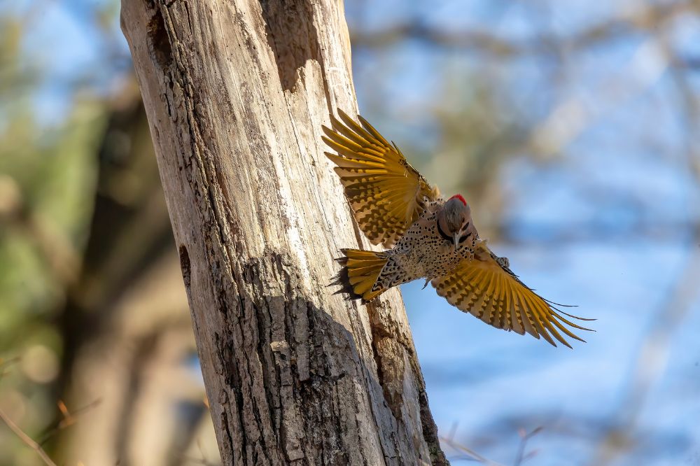 Northern Flicker Symbolism & Spiritual Meanings In Different Cultures