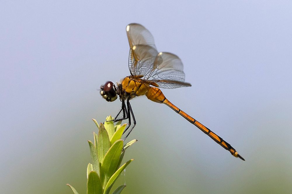 Other dragonfly symbolism & spiritual meanings