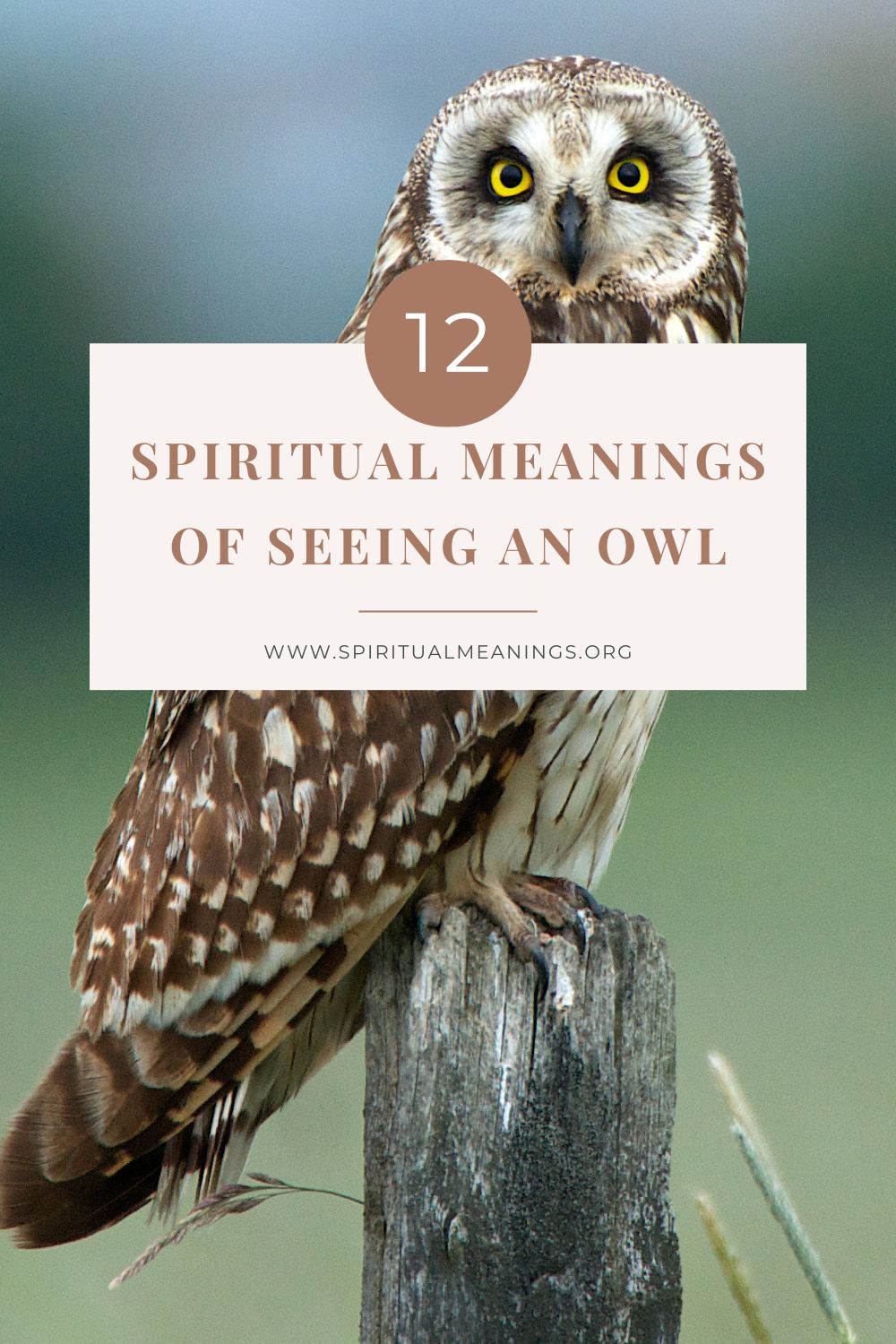 Owl Spiritual Meanings in many cultures