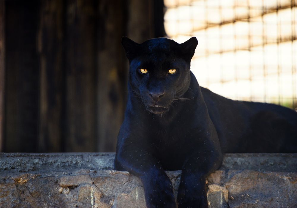 Panther Dream Interpretations Depending Upon Contexts (Spiritual Meanings)