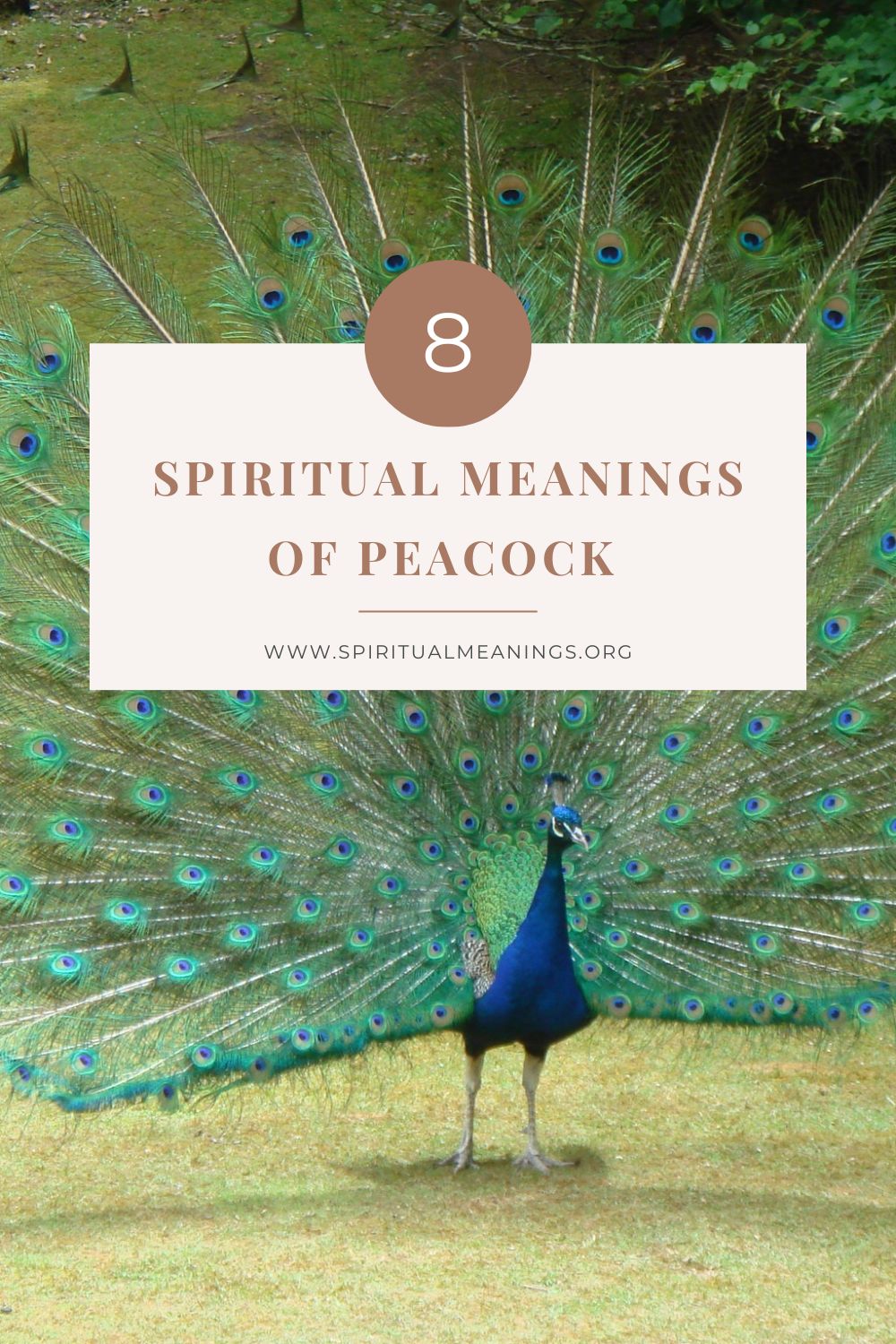 Peacocks as Spiritual Messengers