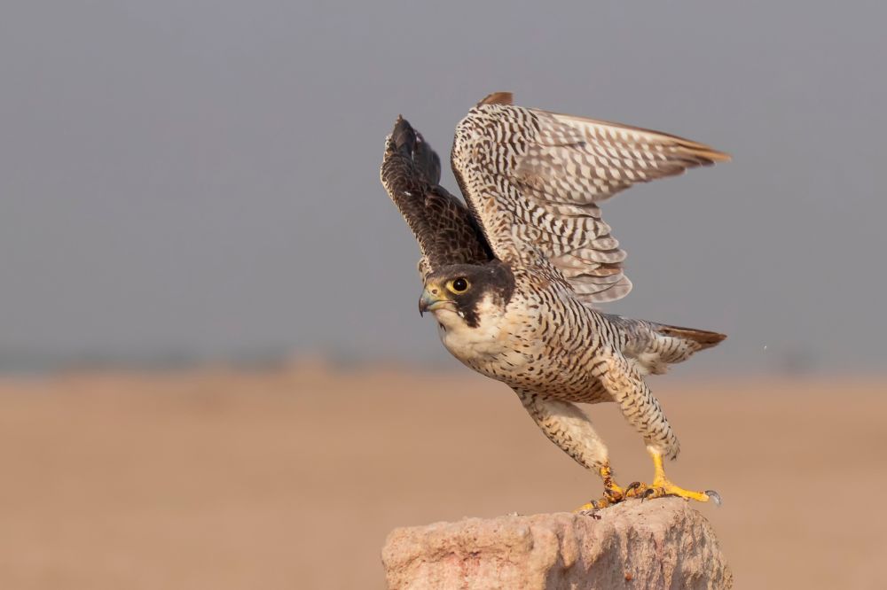 Peregrine Falcon Symbolism